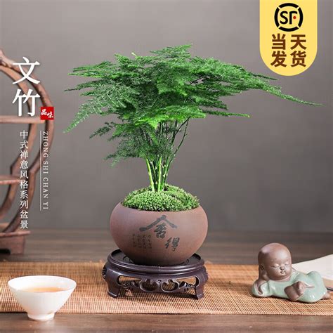 植物盆景|盆景艺术入门：从零开始